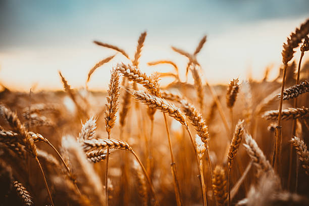 The Dark Side of Modern Wheat: From Ancient Grains to Nutritional Void